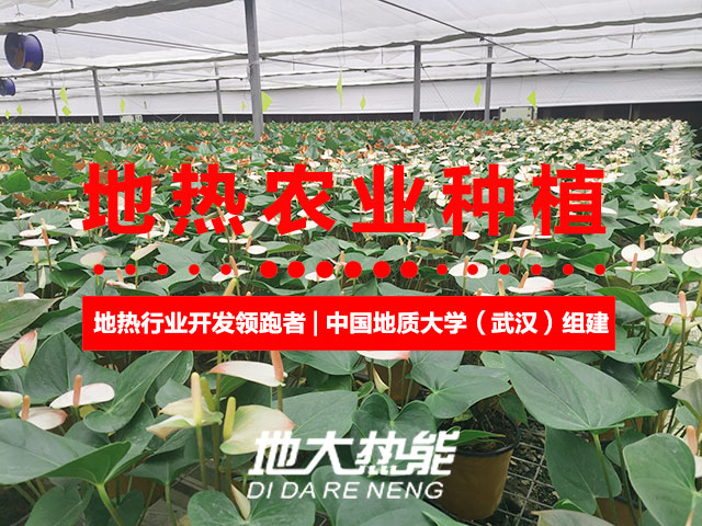 濟南:“地?zé)崮?農(nóng)業(yè)”產(chǎn)業(yè)融合,讓地?zé)崮苷嬲盁帷逼饋?地大熱能 濟南:“地?zé)崮?農(nóng)業(yè)”產(chǎn)業(yè)融合,讓地?zé)崮苷嬲盁帷逼饋?地大熱能